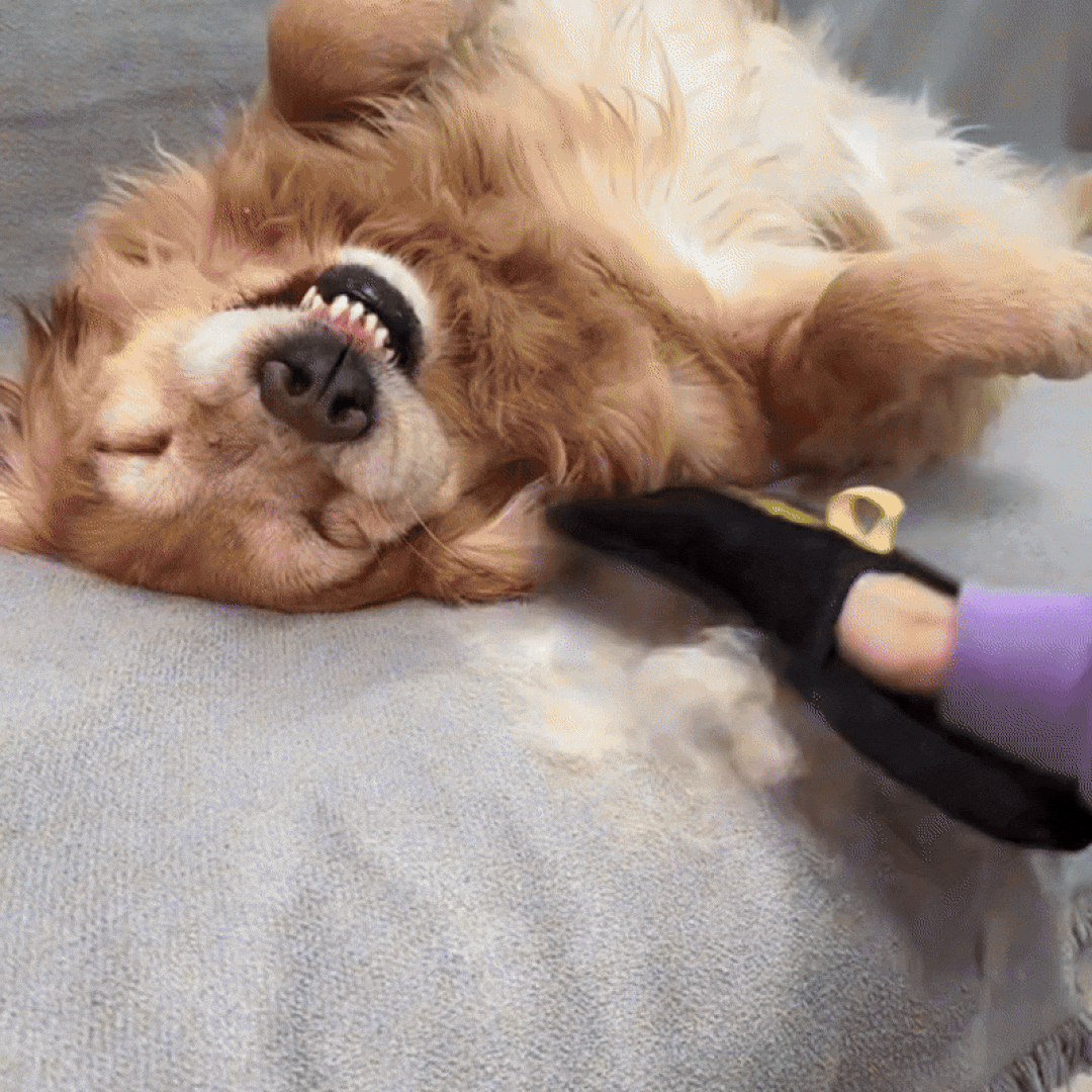 FurLift™- 2-in-1 Pet Hair Removal & Grooming